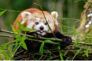 Un panda roşu a dispărut de la Grădina Zoologică din Duisburg