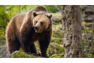  Gospodărie din Neamț, atacată de un urs