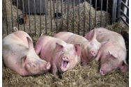 Porcii nu mai pot fi hraniti cu resturi alimentare, iar la intrarea in adapost incaltamintea se dezinfecteaza. Reguli noi propuse de ANSVSA 