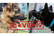 România are cinci câini antrenați să depisteze virusul COVID. În ce oraș vor fi folosiți
