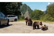  Amendă de 500 de lei pentru un turist care hrănea niște urși într-o parcare de pe Transfăgărășan