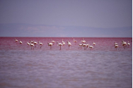 Aproape 1.500 de pui de flamingo au fost găsiţi morţi într-un lac din centrul Turciei 