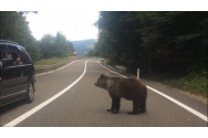 Urs accidentat MORTAL în Prahova