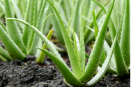 Terapii complementare -  Aloe vera, ajutor în bolile de piele