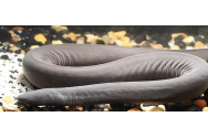 Un amfibian cunoscut sub numele „şarpele penis”, cea mai recentă specie invazivă în Florida
