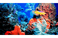 Coralii din Caraibe, amenințați de o boală gravă
