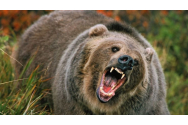  Cursă contracronometru pentru împuşcarea ursului ucigaș din Suceava