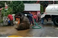 Descoperire sinistră. Șobolan gigantic, găsit în canalizarea orașului Mexico City