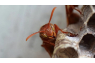 Cum arată viespea ucigasă care omoară dintr-o singură înțepătură