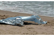 Un român a fost găsit mort pe o plajă din Italia