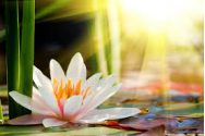 Semnificațiile florii de Lotus, simbolul purității și al renașterii