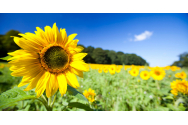 Floarea-soarelui aduce anual pierderi de 2 miliarde de dolari. Care sunt cauzele acestei catastrofe