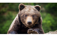  Urs captiv într-un gard de sârmă, la Bicaz-Chei
