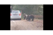 Turiști pe Transfăgărășan scapă la limită de atacul unui urs în timp ce scot capul pe geamul mașinii ca să-l fotografieze