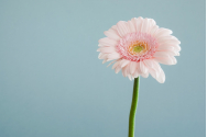 Alege cele mai potrivite buchete de flori pentru femeile speciale din viața ta