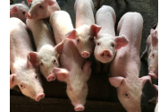 Peste 37.000 de porci dintr-o fermă din Olt vor fi omorâți. Ei s-au îmbolnăvit de pestă porcină