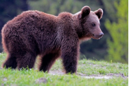  Urs tranșat, găsit sub un pod din Neamț