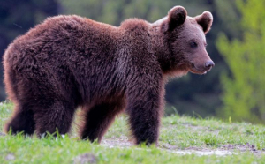  Urs tranșat, găsit sub un pod din Neamț
