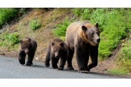 Trei urşi au apărut în localitatea Bicaz Chei