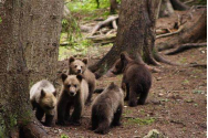 Despăgubiri pentru crescătorii de animale afectați de atacurile de urși sau de lupi