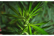  Cultură de cannabis, descoperită în solarul de legume
