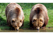Măsuri luate de autorităţi împotriva înmulţirii alarmante a numărului de urşi din România