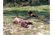 Cinci urşi din judeţele Argeş, Mureş şi Suceava vor fi împuşcaţi