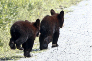 Doi pui de urs au fost spulberaţi de două autoturisme