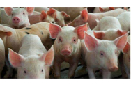  Zeci de localități nemțene, afectate de pesta porcină