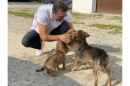  CJ Neamț își face clinică pentru animalele fără stăpân