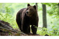Trei bărbaţi au fost atacaţi e un urs, în Vrancea. Animalul a fost ucis de săteni