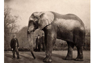  Povestea elefantului Jumbo, care a inspirat filmul de animație Dumbo