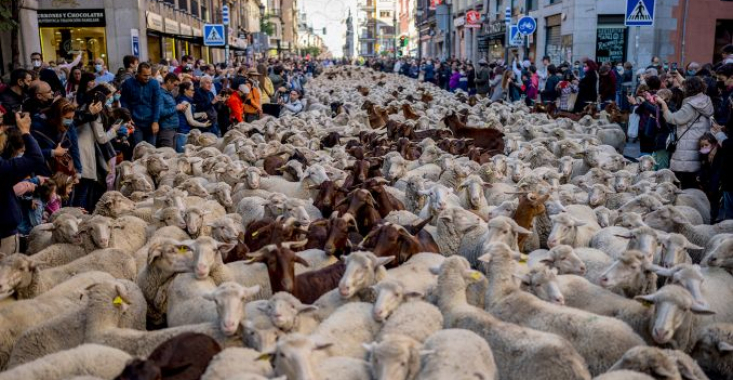  O turmă cu o mie de oi a defilat prin Madrid