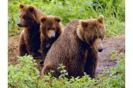 Trei urși din Harghita vor fi împușcați