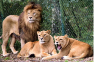 COVID la două grădini zoologice din SUA. 15 lei au fost testați pozitiv
