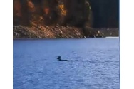 Căprioară filmată în timp ce înoată în lacul Bicaz