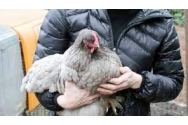 Cea mai tare bandă de hoţi de găini a eşuat, încercând să fure porumbei