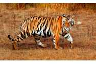 Tigrul malaezian ar putea dispărea în următorul deceniu