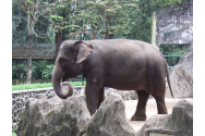 Un pui de elefant de Sumatra a murit după ce și-a pierdut o jumătate de trompă într-o capcană