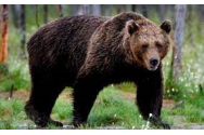 Un sătean atacat de un urs, amenințat de operatorul de la 112 cu amenda