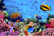 Coralii din Oceanul Indian, amenințați de creșterea temperaturii