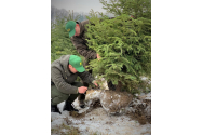  Romsilva oferă spre vânzare, în acest sezon, circa 34 de mii Pomi de Crăciun