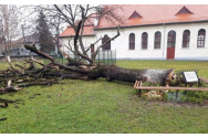 Stejarul lui Arsenie Boca s-a prăbuşit. Din lemnul uscat vor fi confecționate două troițe