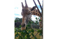 A murit Momo, cea mai bătrână girafă din Japonia