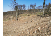 Curtea de Apel Bucureşti a decis: tăierile de arbori din Pădurea Dobrovăţ sunt absolut legale