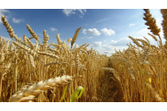  USV caută soluții pentru obținerea unui soi de grâu rezistent la secetă