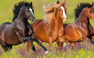  10 curiozități despre cai