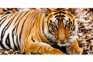 Tigrii din India sunt în pericol