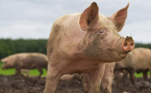 Pesta porcină africană amenință România. Vom rămâne fără porci