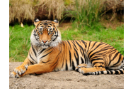 Un tigru bengalez a atacat trei angajaţi ai unui parc safari aflat la nord de Tokyo